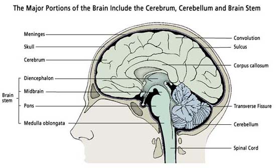 Brain Stem Anatomy1