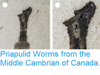 https://sciencythoughts.blogspot.com/2015/05/priapulid-worms-from-middle-cambrian-of.html