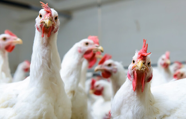 Week Long Poultry Training Program To Start On May 13.