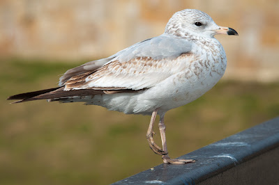 Ring-billed Gull, Centennial Park