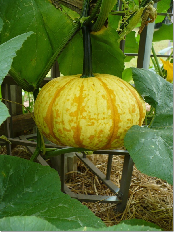 bigpumpkin