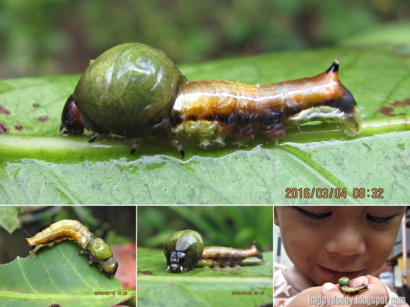 Carea sp_Nolidae_ulat kepala bagol