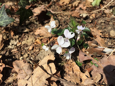 Viola alba.