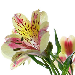  alstroemeria care advice