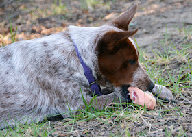 Dog Meat realistic meat squeaky toy