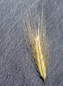 Seed head of wall barley, Hordeum murinum. 8 June 2011.