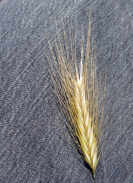 Seed head of wall barley, Hordeum murinum. 8 June 2011.