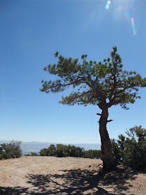 view of downtown reno, from the mountains, tree