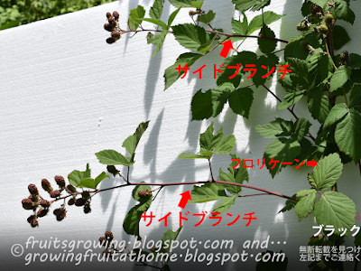 画像 ブラックベリー 剪定 図解 260096-ブラックベリー 剪定 図解