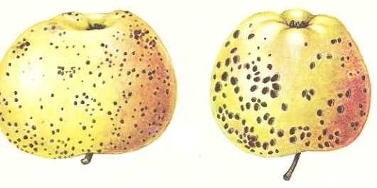 Горькая ямчатость плодов яблони / Подкожная пятнистость плодов