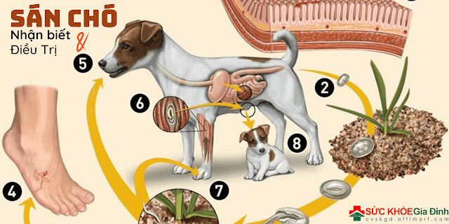 Nhiễm sán chó: Những điều cần biết và Dinh dưỡng hỗ trợ điều trị dứt điểm