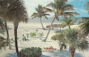 Florida Beaches. A Lovely Florida BeachCoconut Palms against a lush blue . (florida beaches )