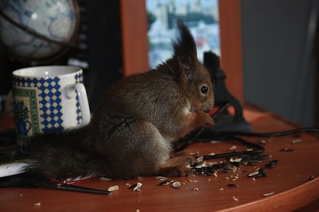 Belarusian soldier rescued baby squirrel and now they're best friends, a soldier and squirrel, baby squirrel