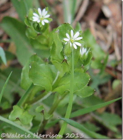 chickweed