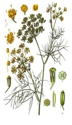 obat-herbal-adas