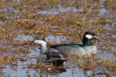 Green pygmy Goose