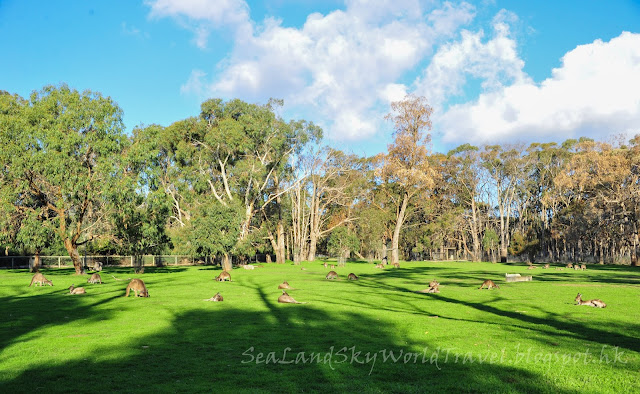 Cleland Wildlife Park