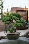 do bonsai pots need drainage holes