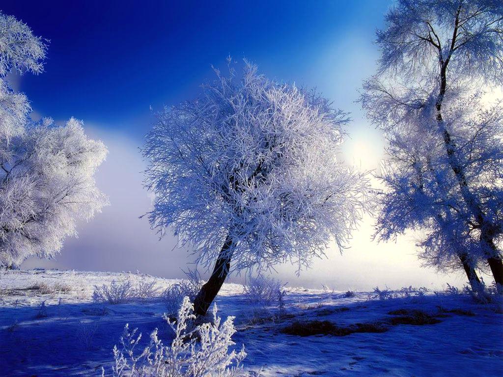 Beautiful Winter Nature Scenes