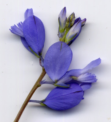 Fleurs de Polygala