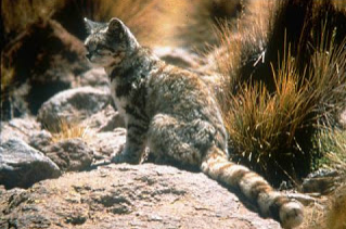 Andean Montain Cat