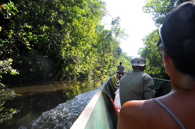 Amazonewoud Frans-Guyana, tropisch regenwoud, 