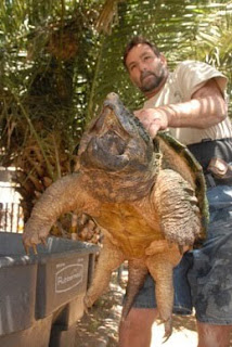 Giant Alligator Snapping Turtle
