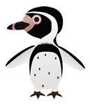 pingui, penguin, humboldt, manchot, chili, HUMBOLDT, MANCHOT, Pájaro niño, PENGUIN, Pingüino, Spheniscus humboldti, Пингвин Гумбольдта, 