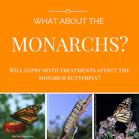 Will gypsy moth treatmens affect the monarch butterfly
