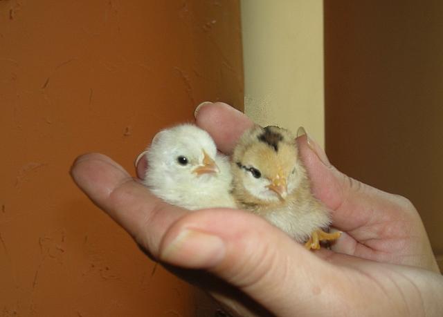 baby chicks hatching. these aby chicks.
