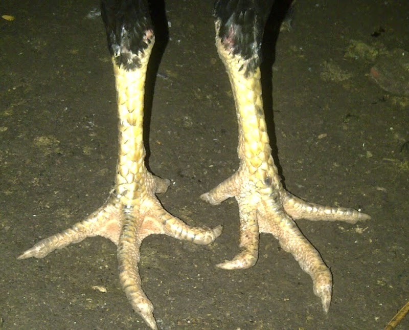 44+ Gambar Kaki Ayam Bangkok Jawara