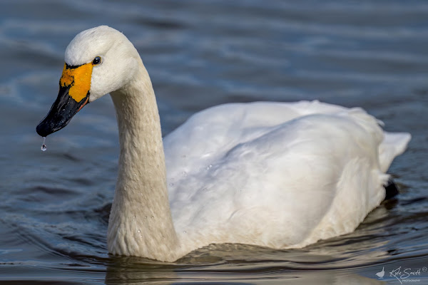 Bewick's swan