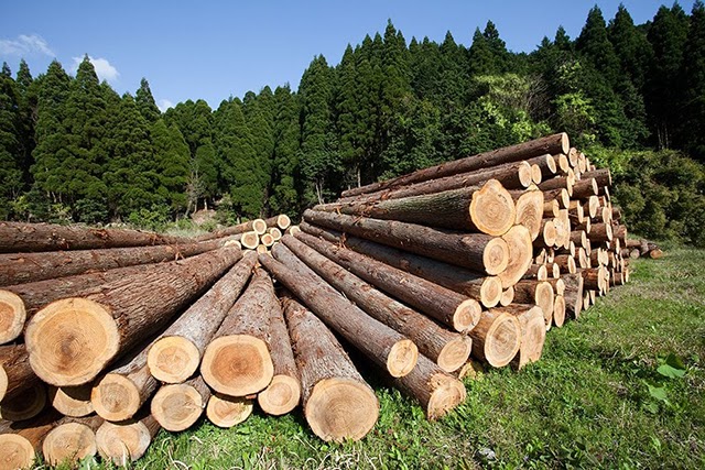 Identifica la Profepa 122 zonas críticas en materia de tala ilegal de árboles