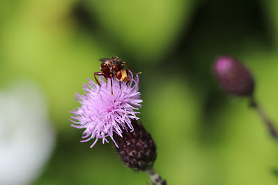 - Roestbruine Kromlijf - Sicus ferrugineus