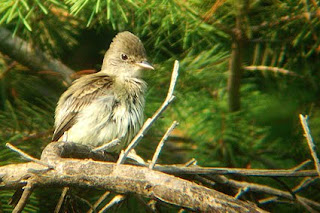 willow flycatcher