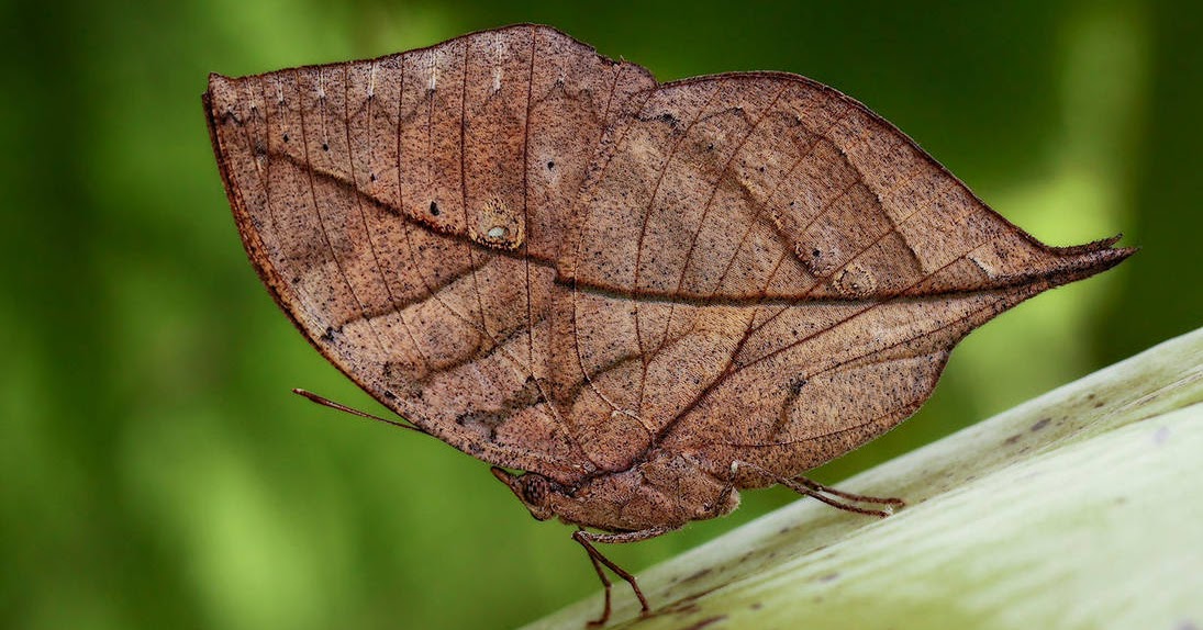 コノハチョウ 枯葉にしか見えない蝶 実は擬態ではない N ミライノシテン