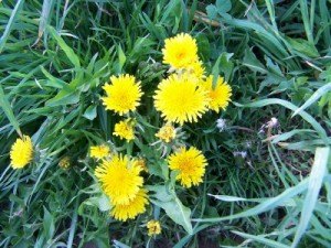 dandelions