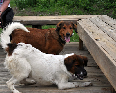 brown mixed breed dog and white mixed breed dog with brown head