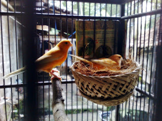 burung kenari