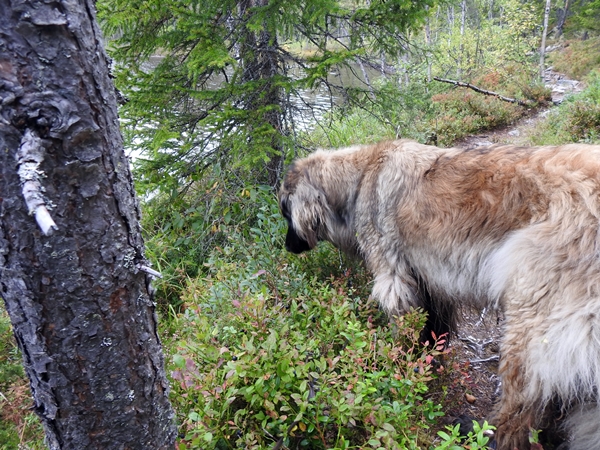 vassfarstien leonberger