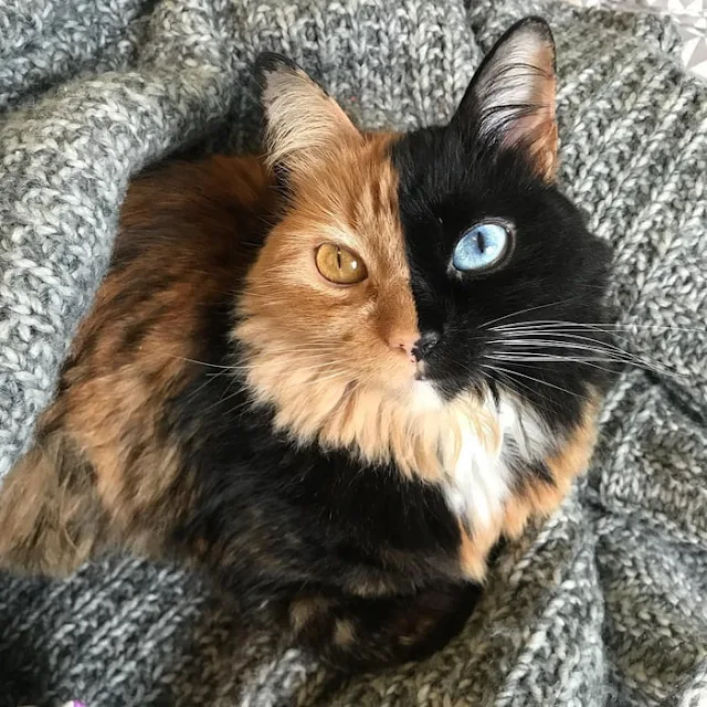 Introducing-Quimera-the-Breathtaking-Feline-with-T͏wo͏-D͏i͏ffe͏r͏e͏n͏t͏-Fa͏c͏e͏s͏-cats-stories