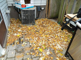 Greenwood-Coxwell Toronto Fall Cleanup Before by Paul Jung Gardening Services--a Toronto Organic Gardening Company