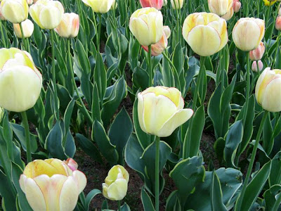 NEW YORK'S TULIPS