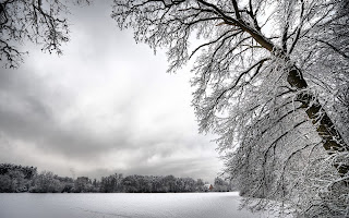 Snow Tree wallpaper