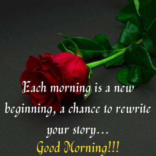 good morning Red Roses  images