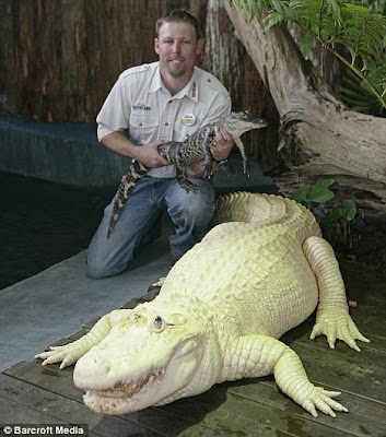 The white alligator From Gatorland theme park Florida Seen On  www.coolpicturegallery.us