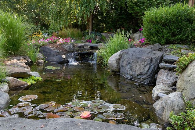 The serene Pongamia Pond