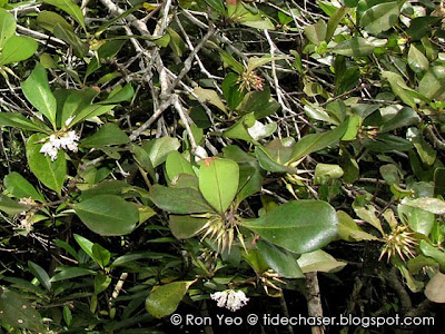 Kacang-kacang (Aegiceras corniculatum)