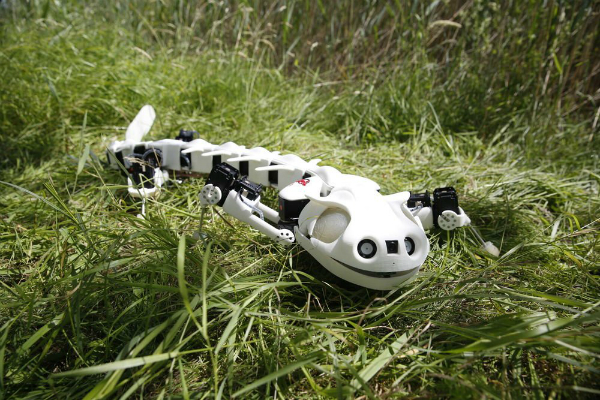 Video: scientists succeed in developing the robot in the form of reptiles