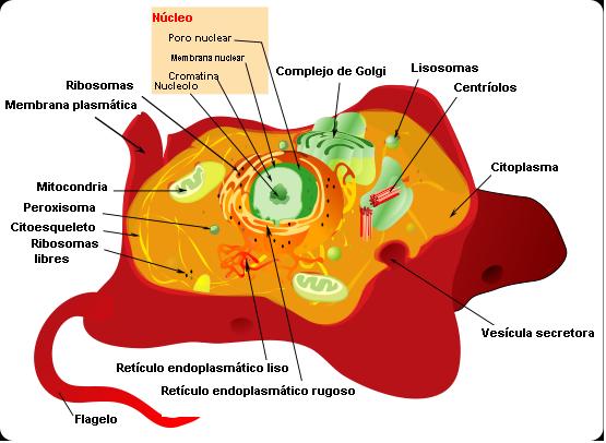 celula animal y sus partes. pictures celula animal y sus